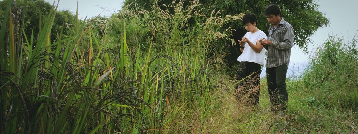 growing organic rice in Northern Thailand